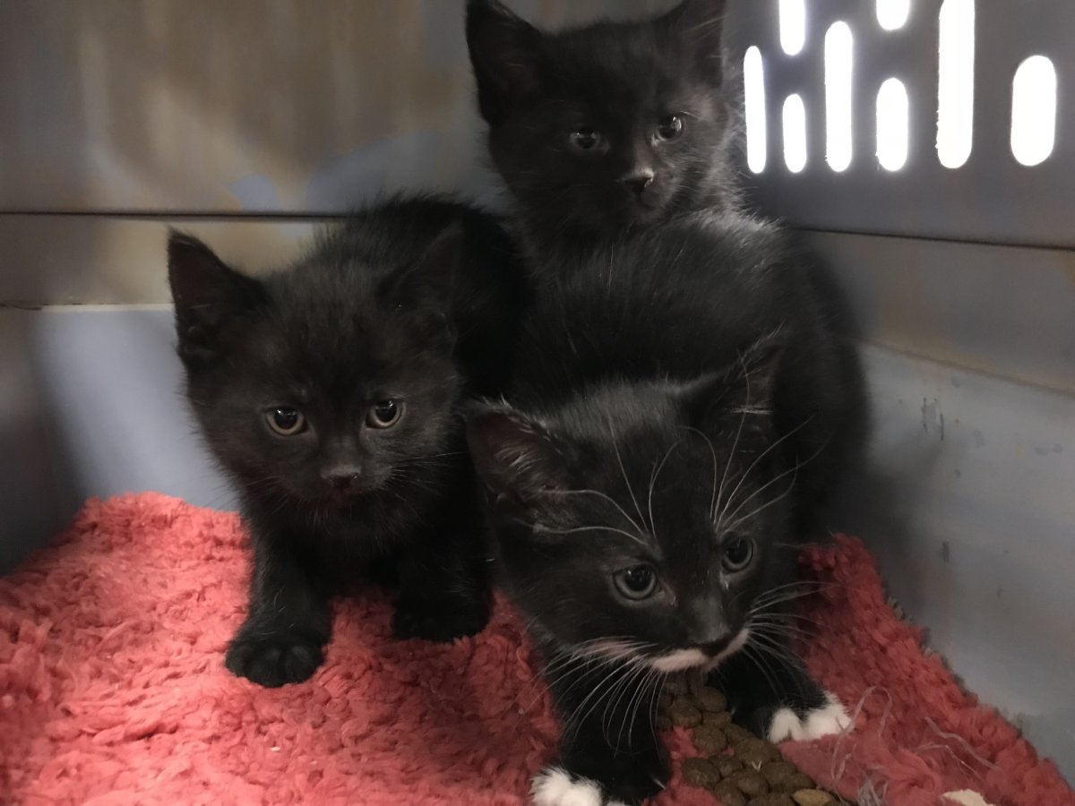 Kittens found abandoned outside Winnipeg Animal Services - image