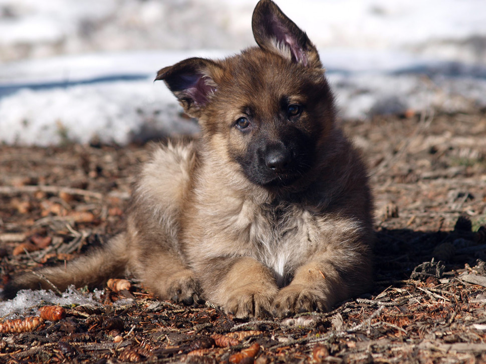 Lilly, one of the puppies born at the Police Dog Services Training Centre this year.