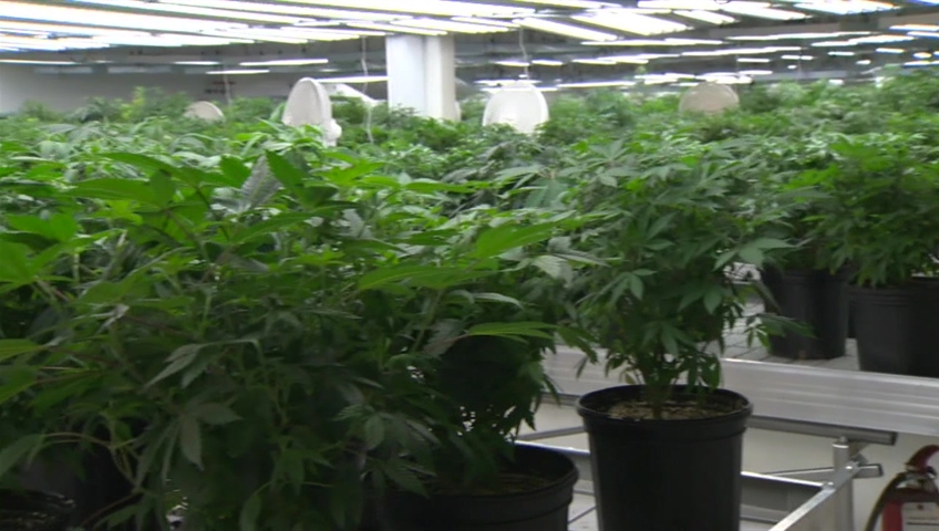 File footage of a marijuana grow-op.