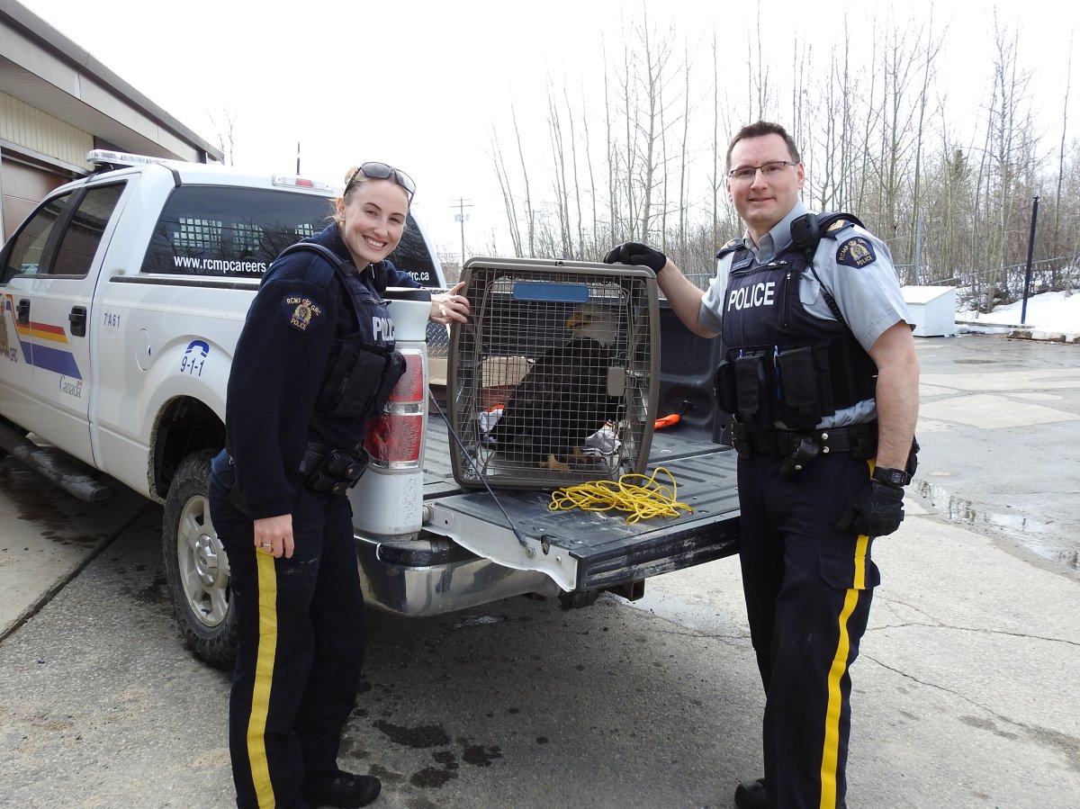 Lynn Lake RCMP officers pose with the eagle they rescued on Wednesday.