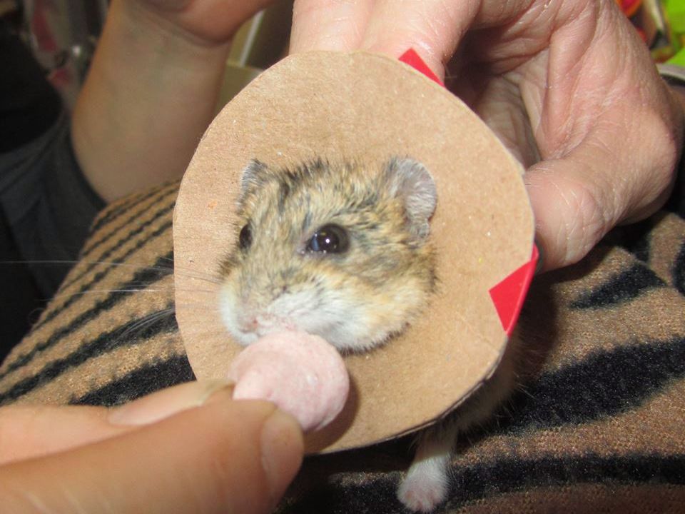 . vet successfully operates on her smallest patient ever: a 50-gram  hamster 