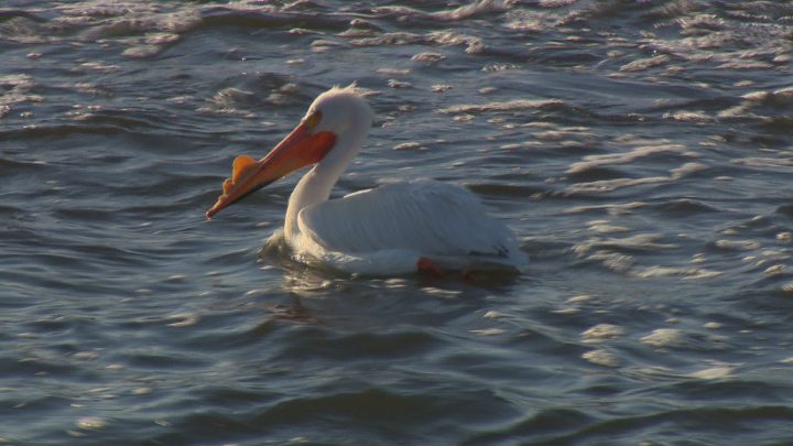 Pelicans arrive at the weir in Saskatoon.