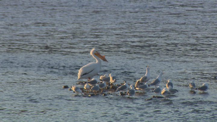 The first pelican touched down at the weir on April 18 at 1:54 p.m.