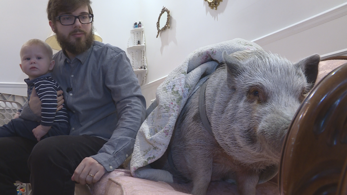 Mario Ramos and his family were told to get rid of their pet pig after a neighbour complained. 