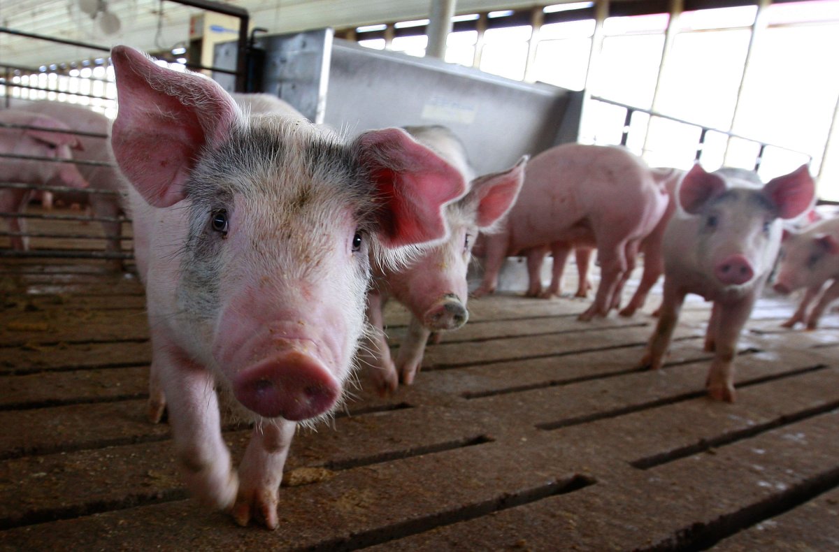 Pigs are shown in a file photo. New research on pig brains might lead to new therapies for strokes and other conditions, researchers said.