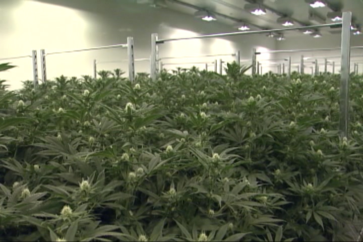 A marijuana growing facility.