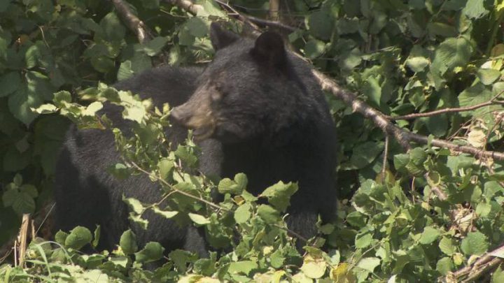 A dangerous animal advisory has ended in Douglas Provincial Park.
