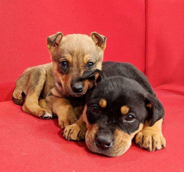 These adorable guys were on the Adopt a Pal segment of Global News Morning in Winnipeg April 9.