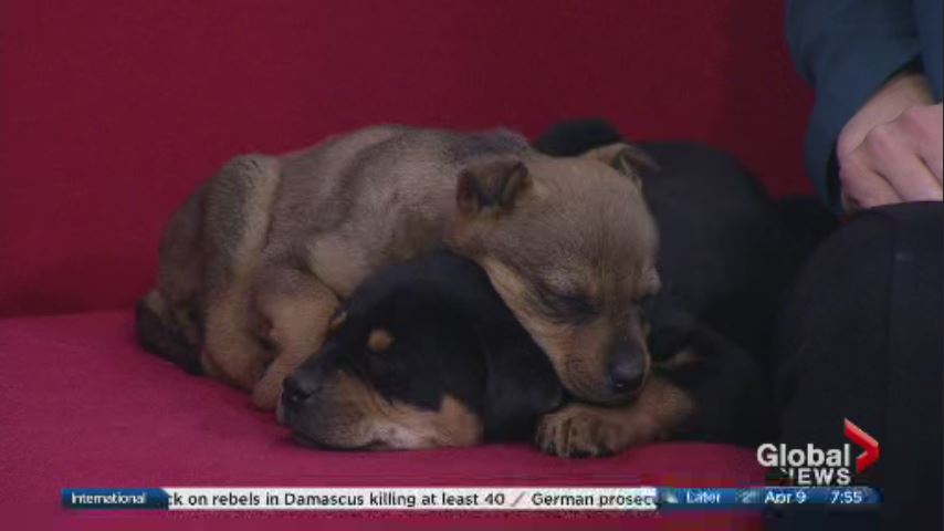 This cuddly pair of puppies couldn't stay awake through their debut on Global News Morning.
