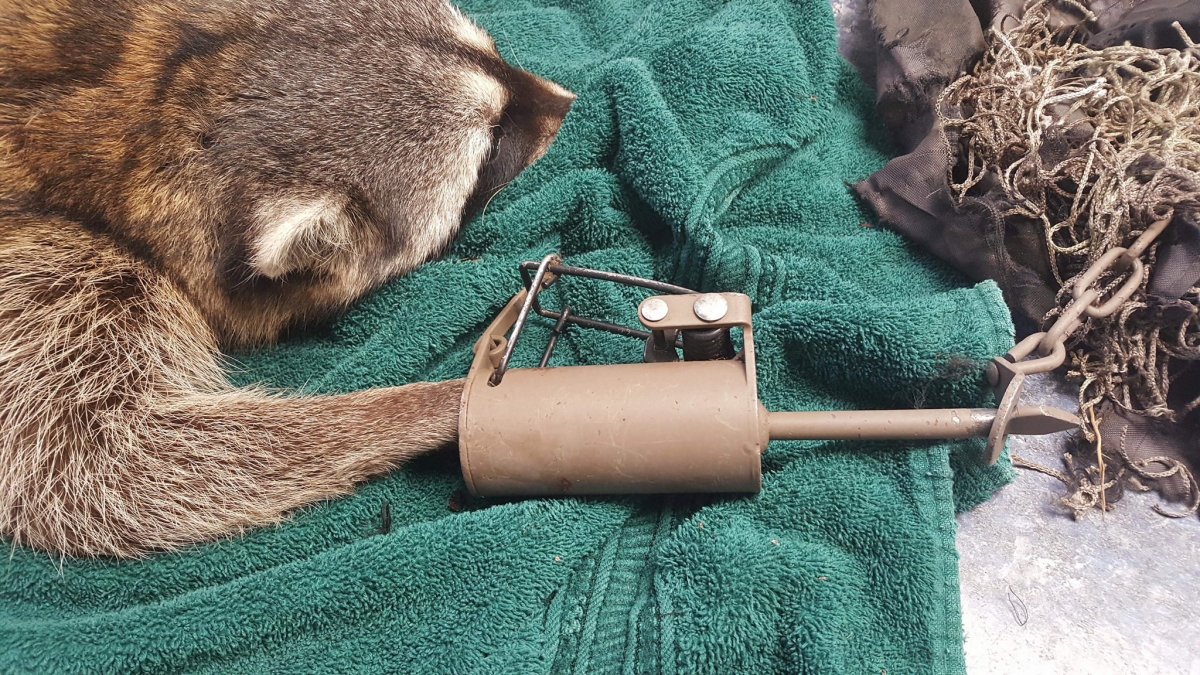 Raccoon chews off its own paw after it was ‘crushed’ by trap set in Burnaby neighbourhood - image