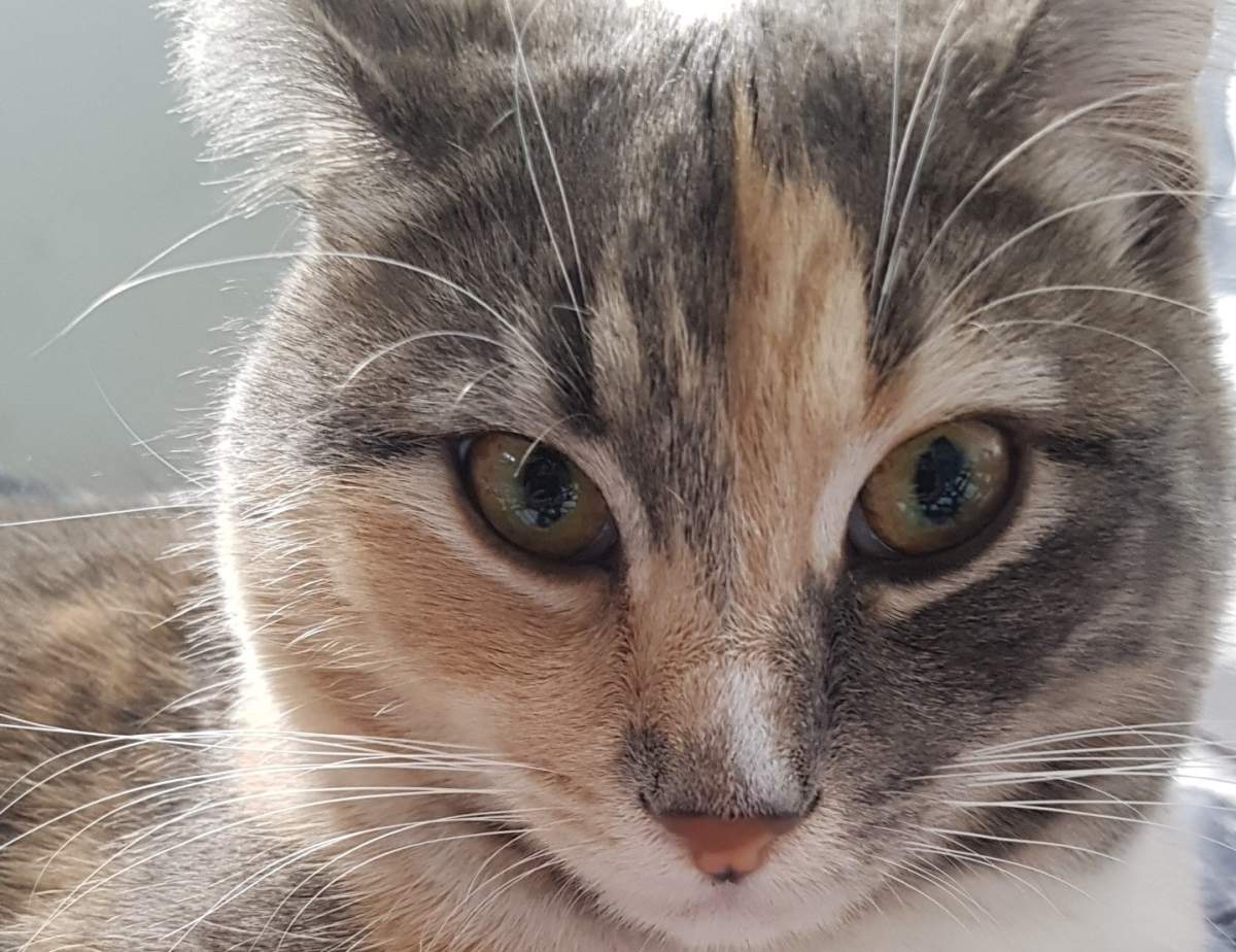 Rosie, a one-year-old tortoiseshell cat, was found bound and buried in a Pouce Coupe dumpster.