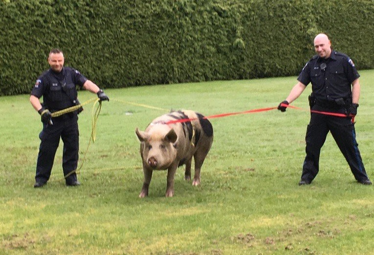 Saanich police were tasked with apprehending one pig-headed suspect on Friday. 