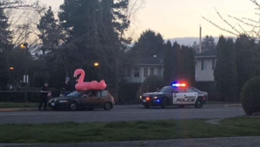 The pink flamingo inflatable is almost as big as the car.