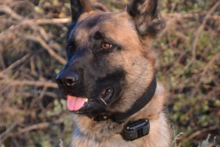 Saskatoon police dog Loki had to tackle and bite a man who allegedly aimed a replica handgun at an officer.