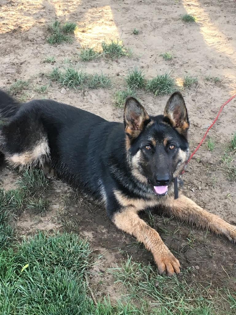 Police are investigating after a puppy was allegedly taken from a backyard in Norfolk County.