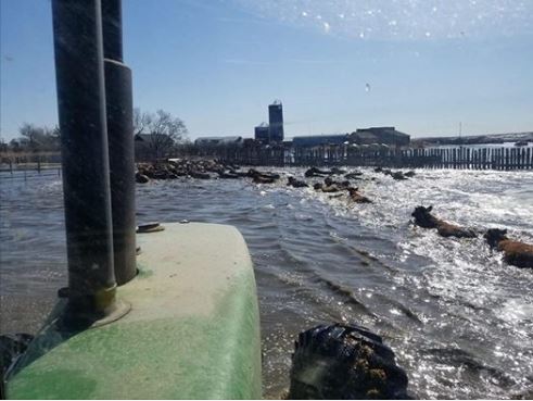 A rancher northeast of Calgary sent a photo of his cows swimming to Ballco Feeders in Vulcan County requesting help to move his cattle from his flooded fields.