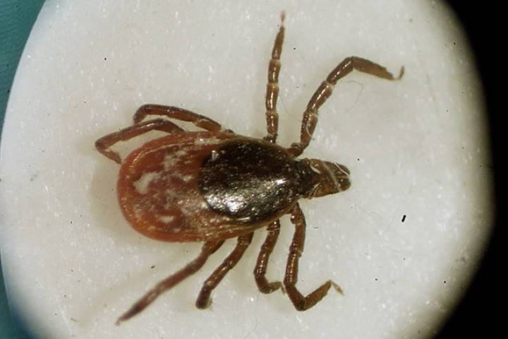 Black-legged ticks are the most common at this time of year in the Peterborough area.