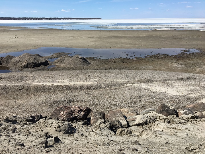 Zebra mussels appear at Pelican Point's shore at Victoria Beach.