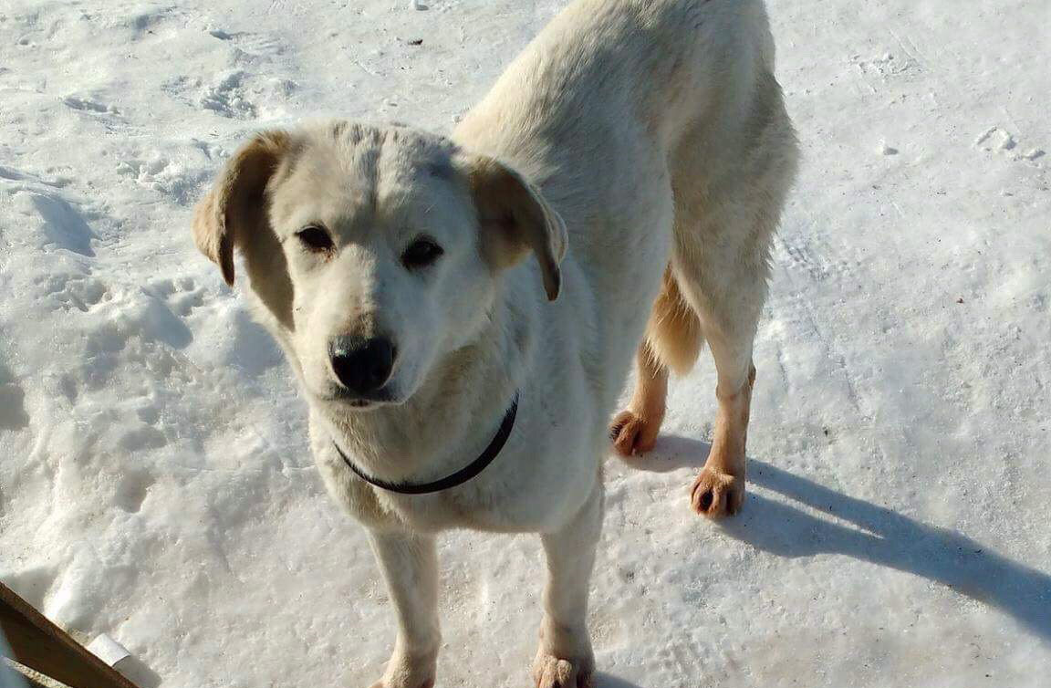 A two-year-old golden Labrador mix, named Greta, is seen in this undated handout photo. A rescue dog was shot and killed at Winnipeg's airport this week after it escaped following a flight from northern Manitoba. 