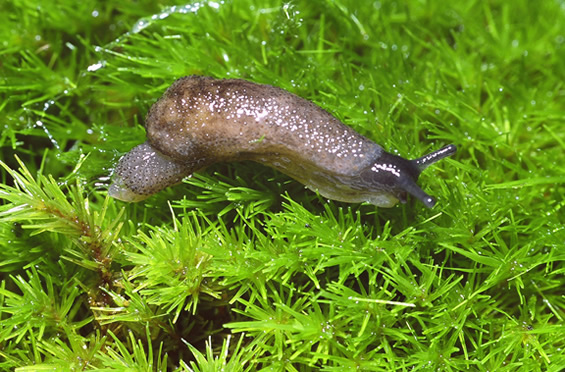 Assessment and Status Report on the Haida Gwaii Slug Staala gwaii in Canada - 2013.