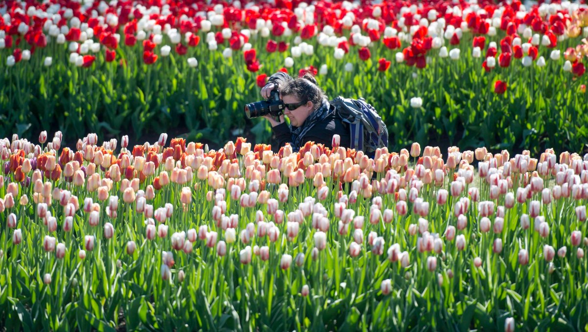 A woman takes pictures of tulips at the Canadian Tulip Festival at Major's Hill Park last May.