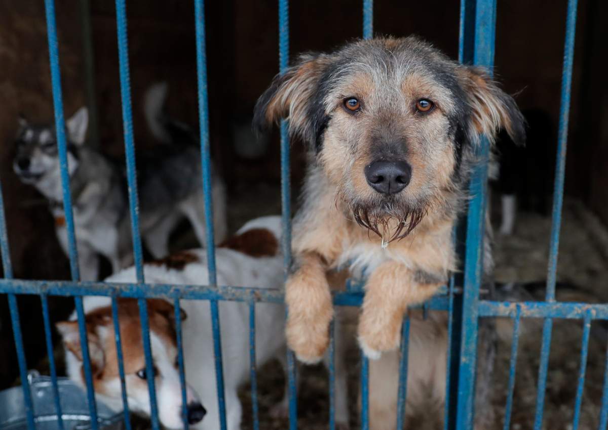 A dog looks out of its cage in the shelter for stray dogs Red Pine in Moscow, Russia, 13 January 2018. 


