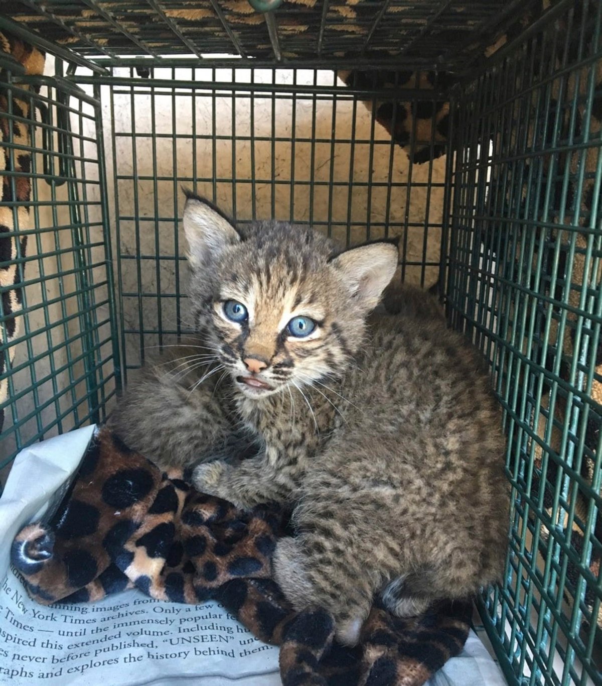 This May 7, 2018 photo provided by the City of San Antonio Animal Care Services Department shows two bobcat cubs.