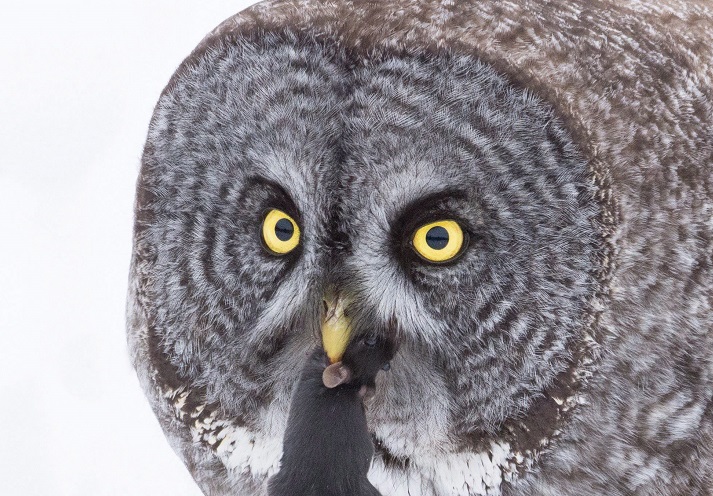 A Great Gray Owl is shown in this undated handout photo. While some wildlife photographers dream of that perfect shot of a majestic moose or a swooping snowy owl, some observers say more and more people are stooping to unethical practices to get a great photo. 