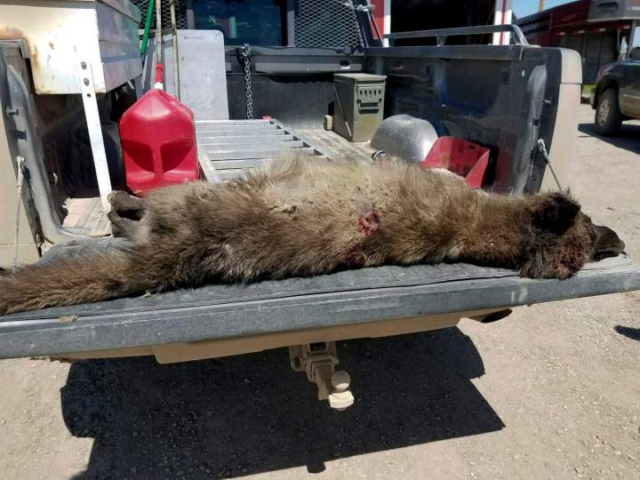 Strange ‘wolf-like’ creature shot in Montana, leaves wildlife experts ...