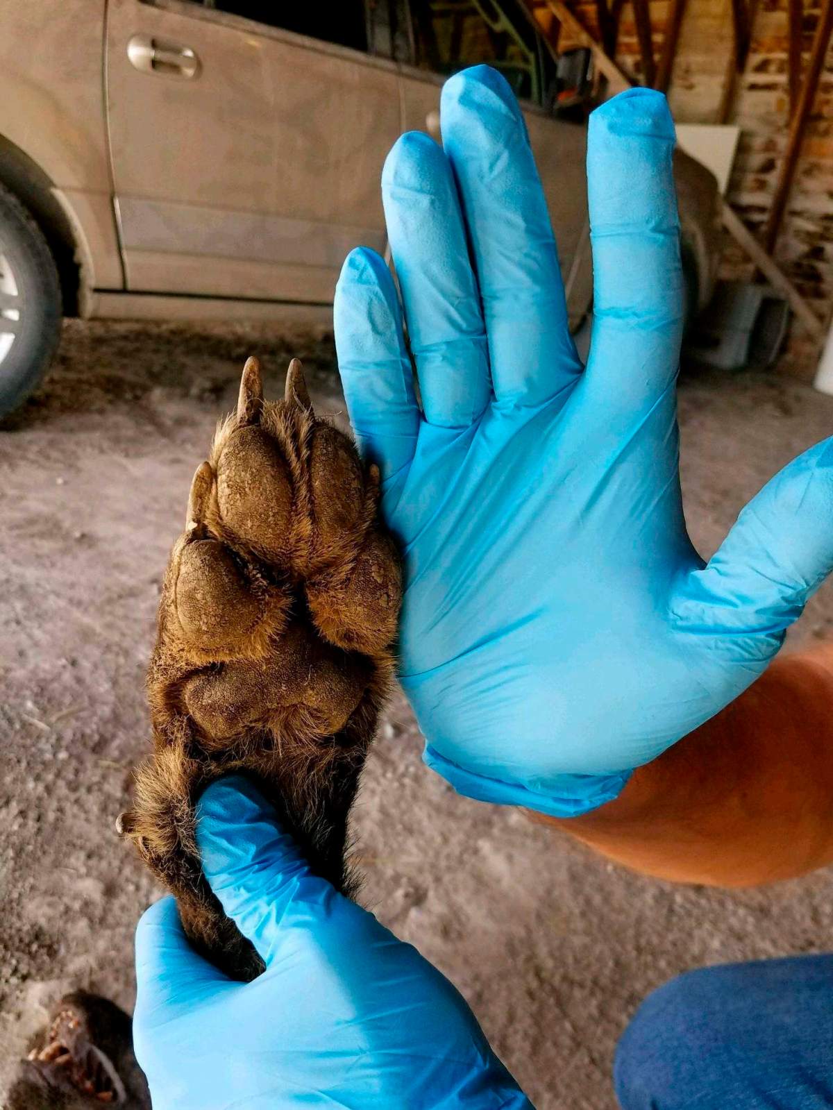 The animal’s front paw appeared too short, the front claws too long, the canine teeth too short, and ears too tall in proportion to the skull to be a purebred wolf, experts said.