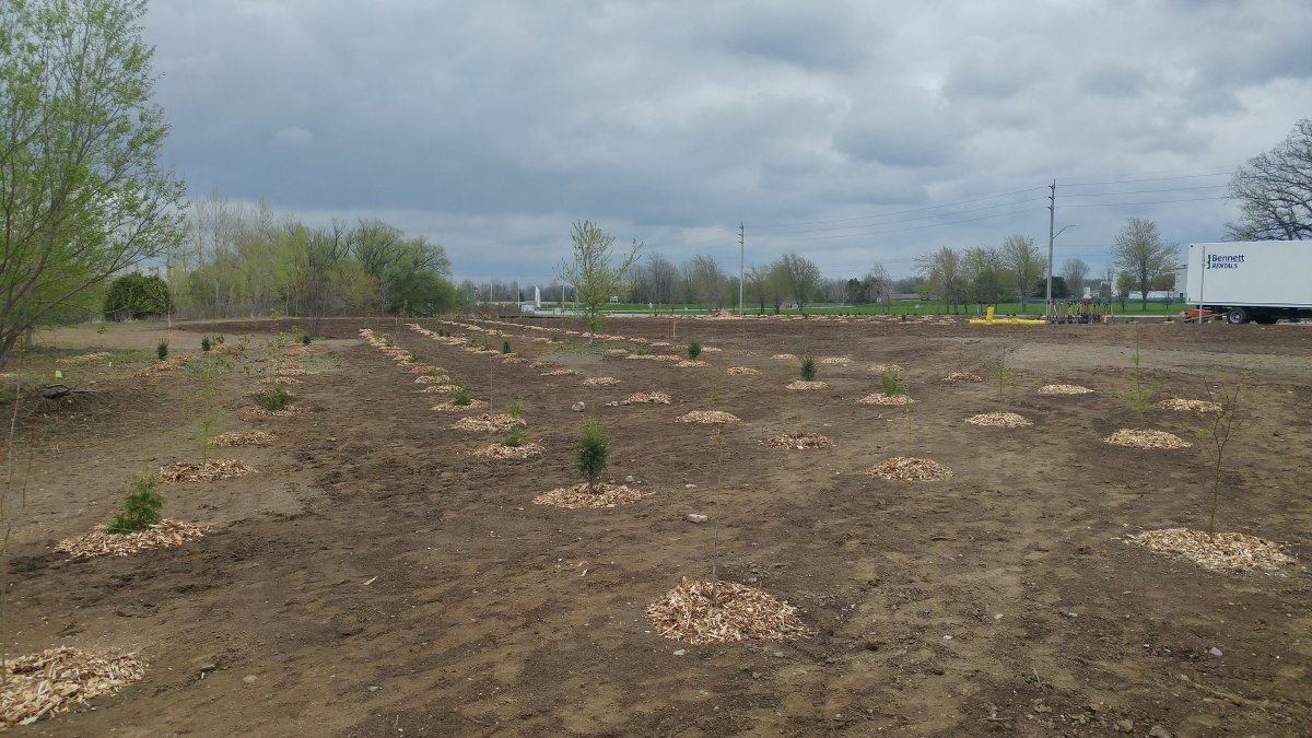 The land behind Dancor Construction Ltd. located at 2150 Oxford Street East, where the company is working with local groups to create an environment where birds, butterflies and bees can flourish. 