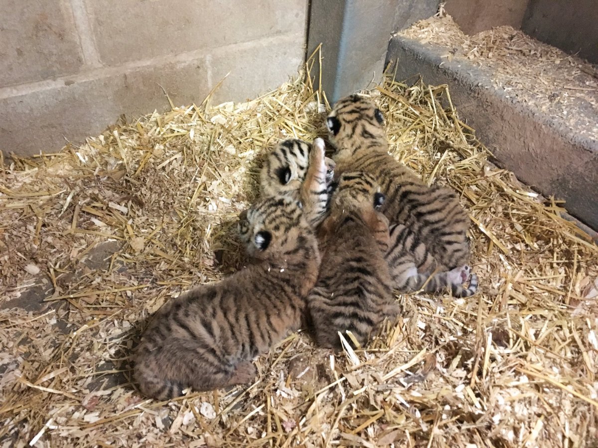 Four Amur tiger cubs were born at the Magnetic Hill Zoo last week. 