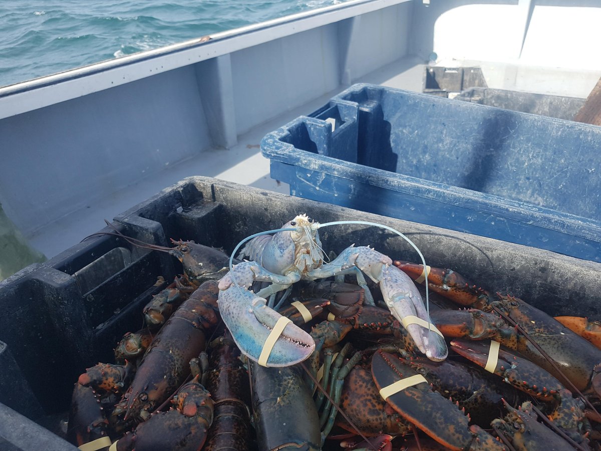 Logan Truckair hauled up this uniquely colour lobster off the coast of Glace Bay, N.S., on Saturday.