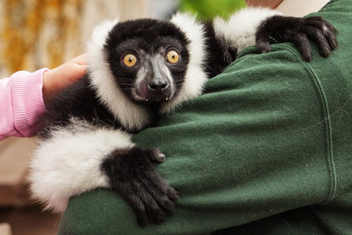 A lemur named JC, along with a tortoise and a gibbon, were reported stolen from Elmvale Jungle Zoo. 