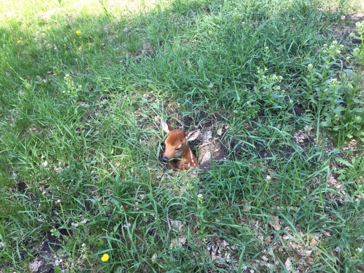 Wildlife in the city what to do if you find an ‘abandoned’ animal