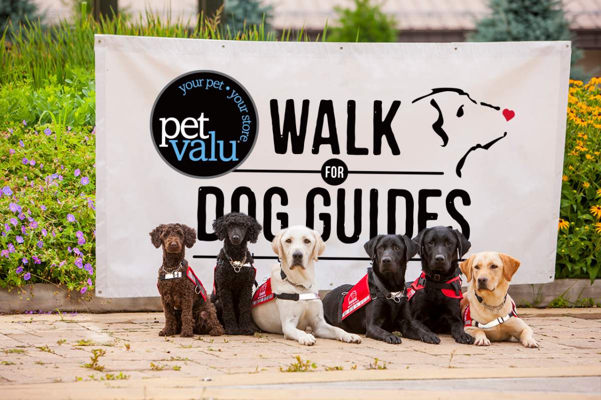Pet Valu Walk for Dog Guides - image