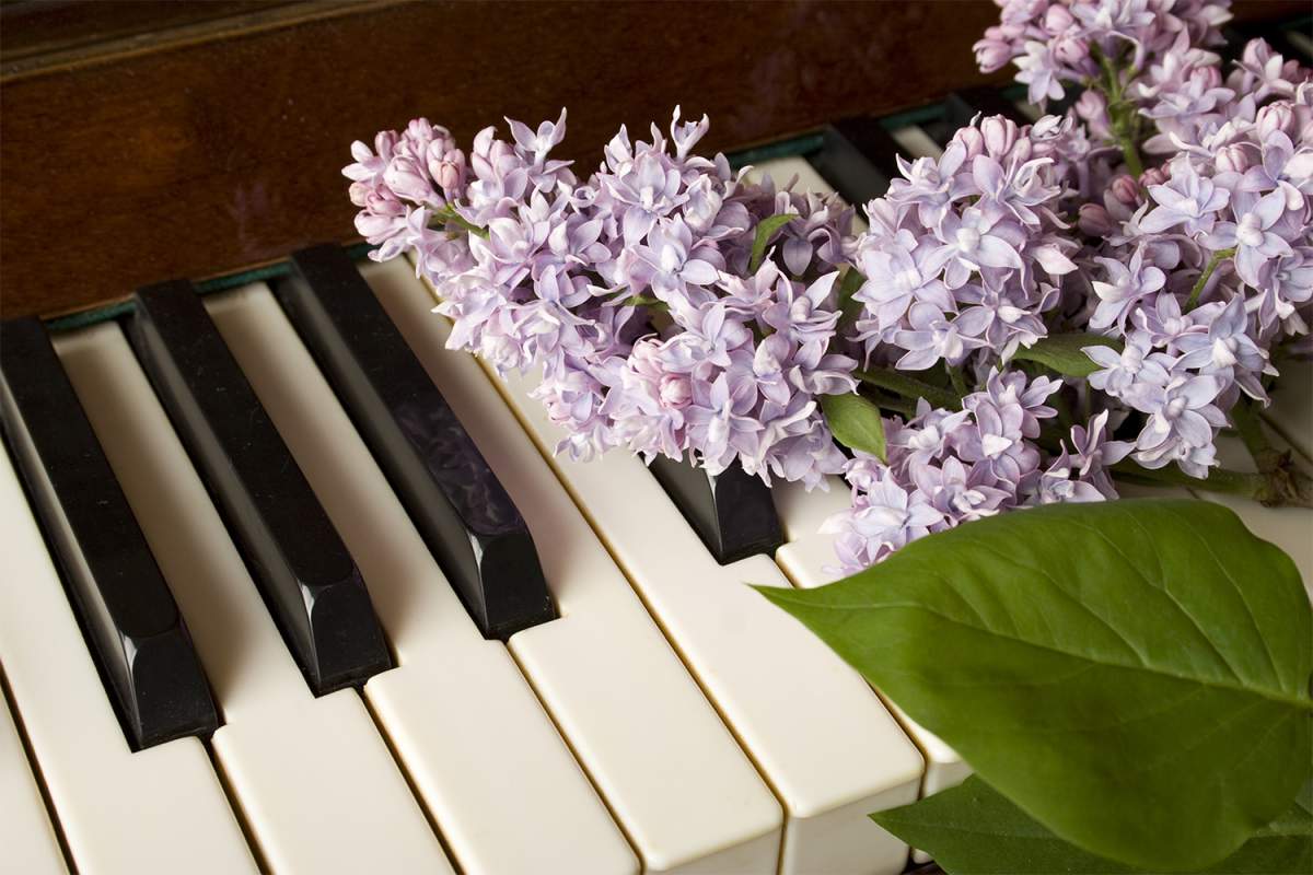 Music Lovers’ House Tour - image