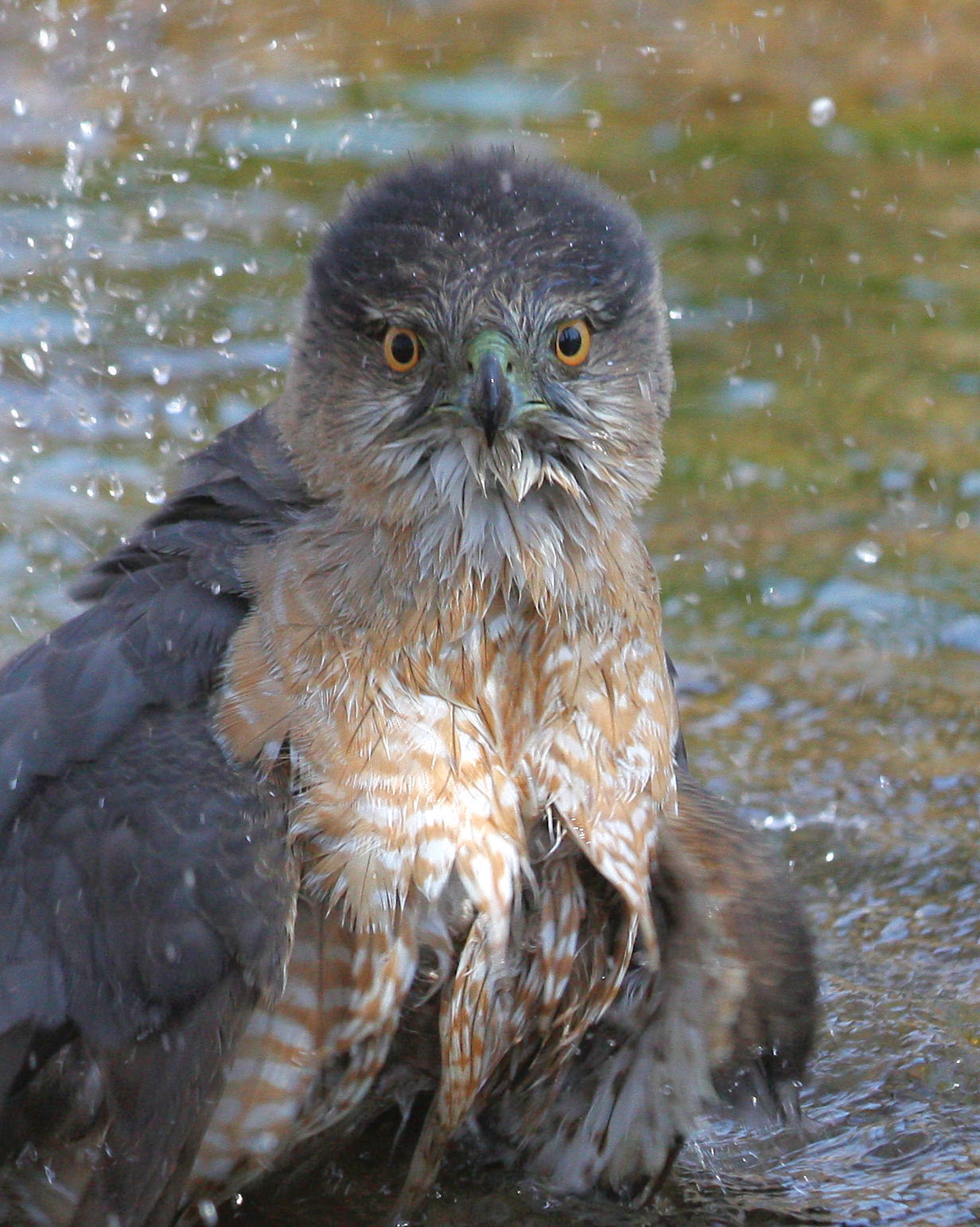 Полицията в Белвил казва че е потвърдила че двама мъже