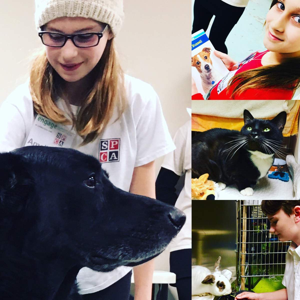 ANIMAtion Thursdays at the Montreal SPCA! - image