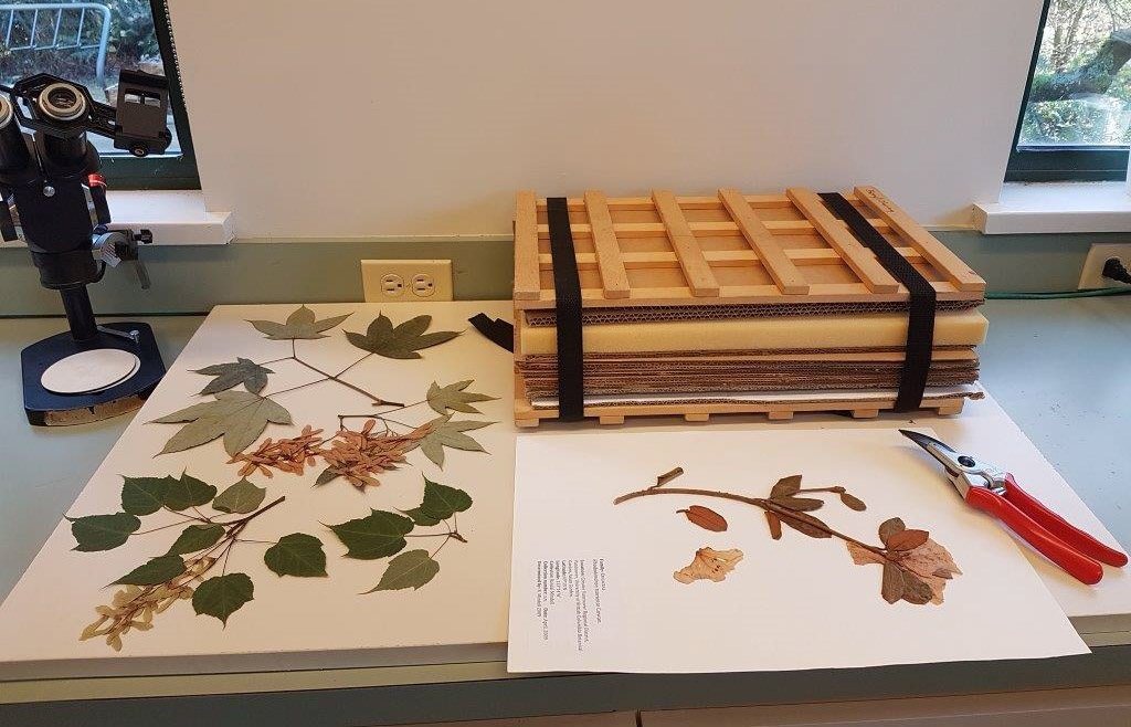 UBC Botanical Garden – Herbarium Workshop: Create Your Own Plant Specimen - image