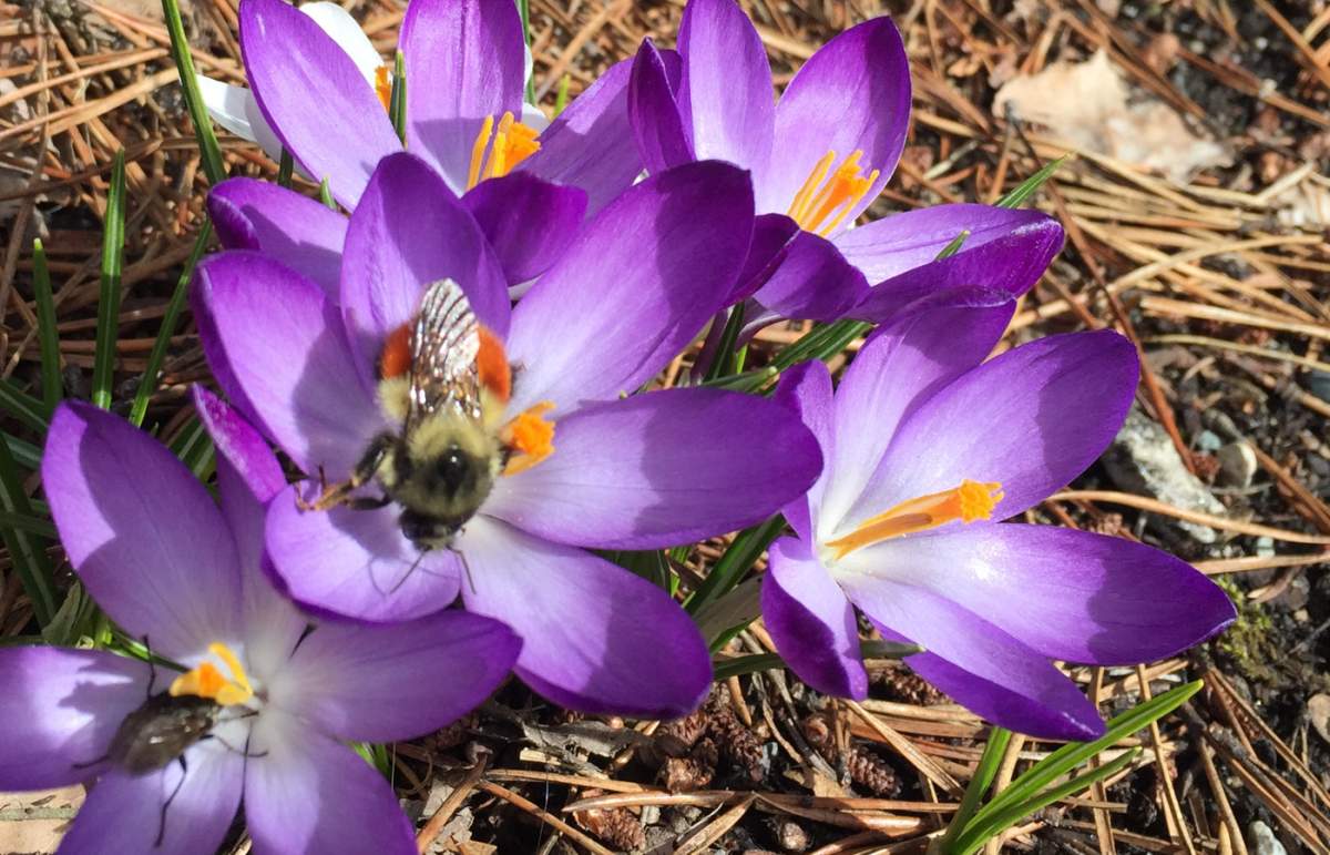 UBC Botanical Garden – Bumblebee Parade & Picnic - image