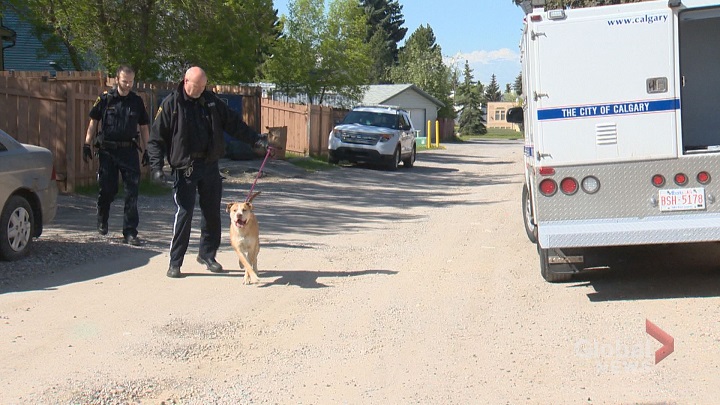 Calgary bylaw officers are investigating after a dog bit a woman in Calgary Wednesday.