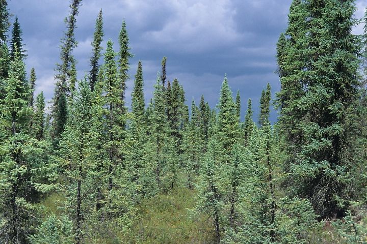 Birch Mountains Park in Alberta.