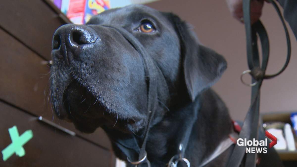 Ancaster the service dog.