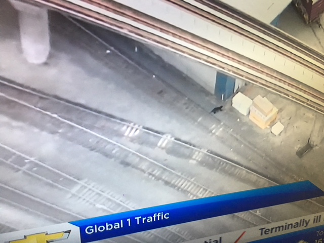 Bear roaming New Westminster closes road, delays traffic - image