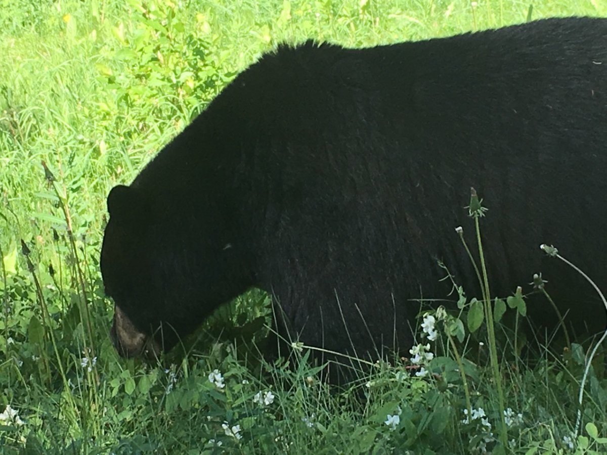 The province is asking park patrons to be aware of bears in two provincial parks.