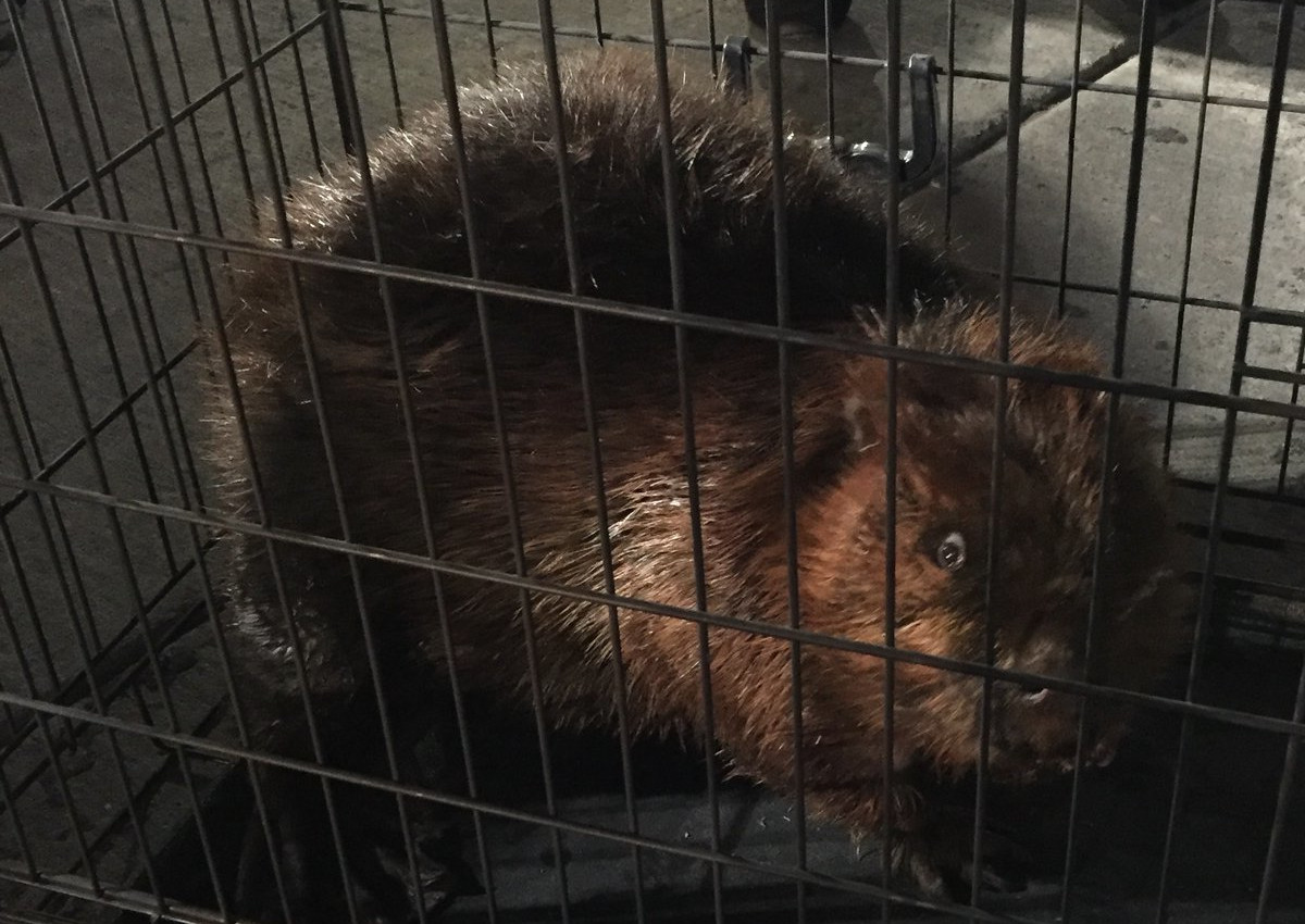 A beaver from Waterloo Park took a stroll into the Uptown Waterloo District on Sunday night. 