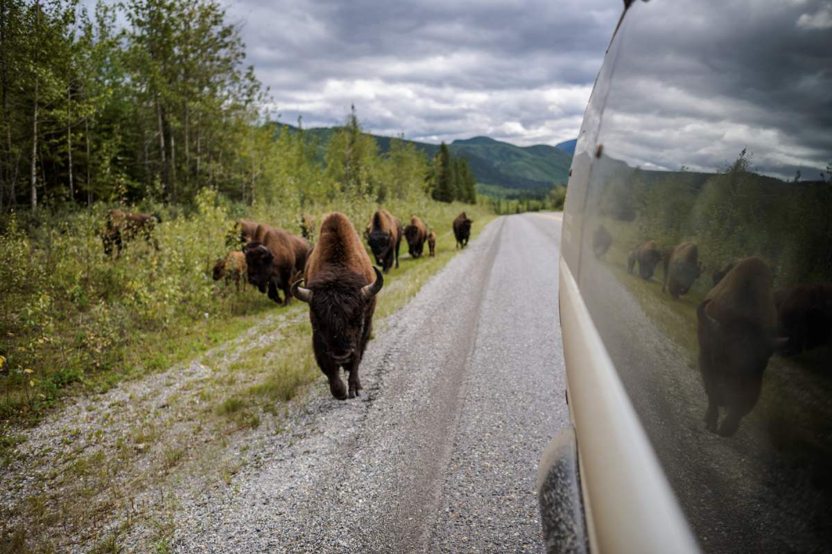 Bison along the Alaska Highway in northern British Columbia