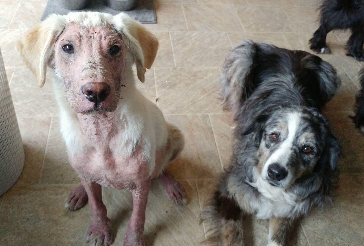 Manitoba rescue dog with severe mange recovers, finds home in B.C