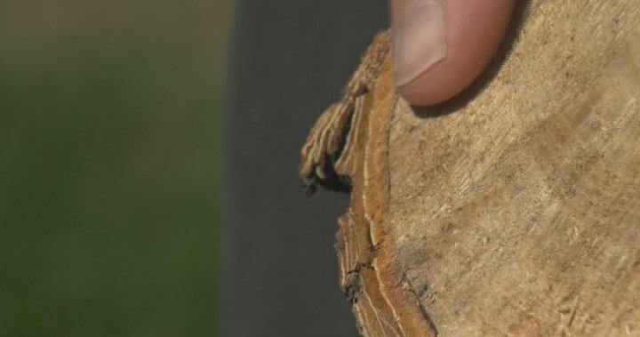 Забраната за подрязване на брястове в Саскачеван започва на 1 април